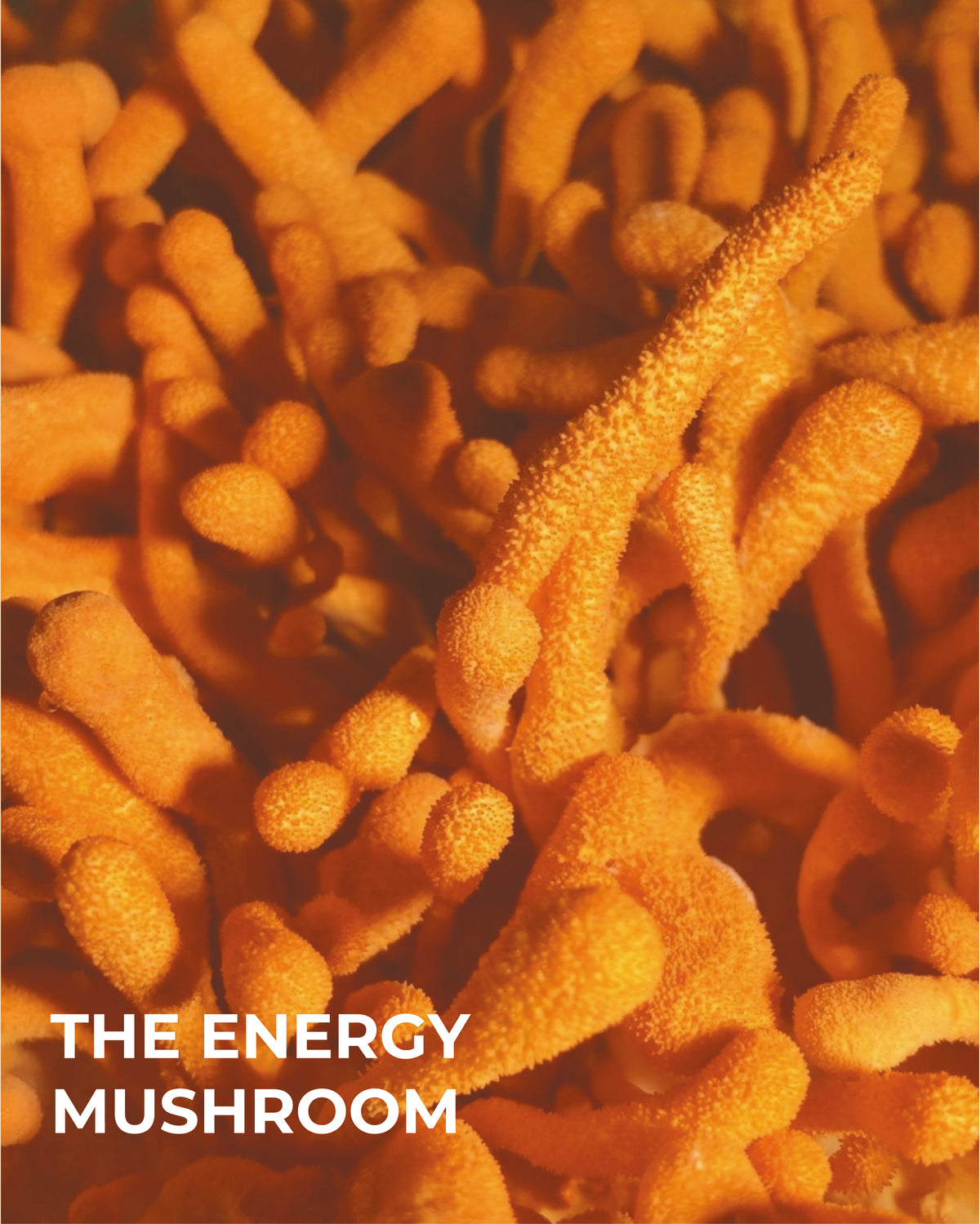 MR POWER — Cápsulas de Cordyceps