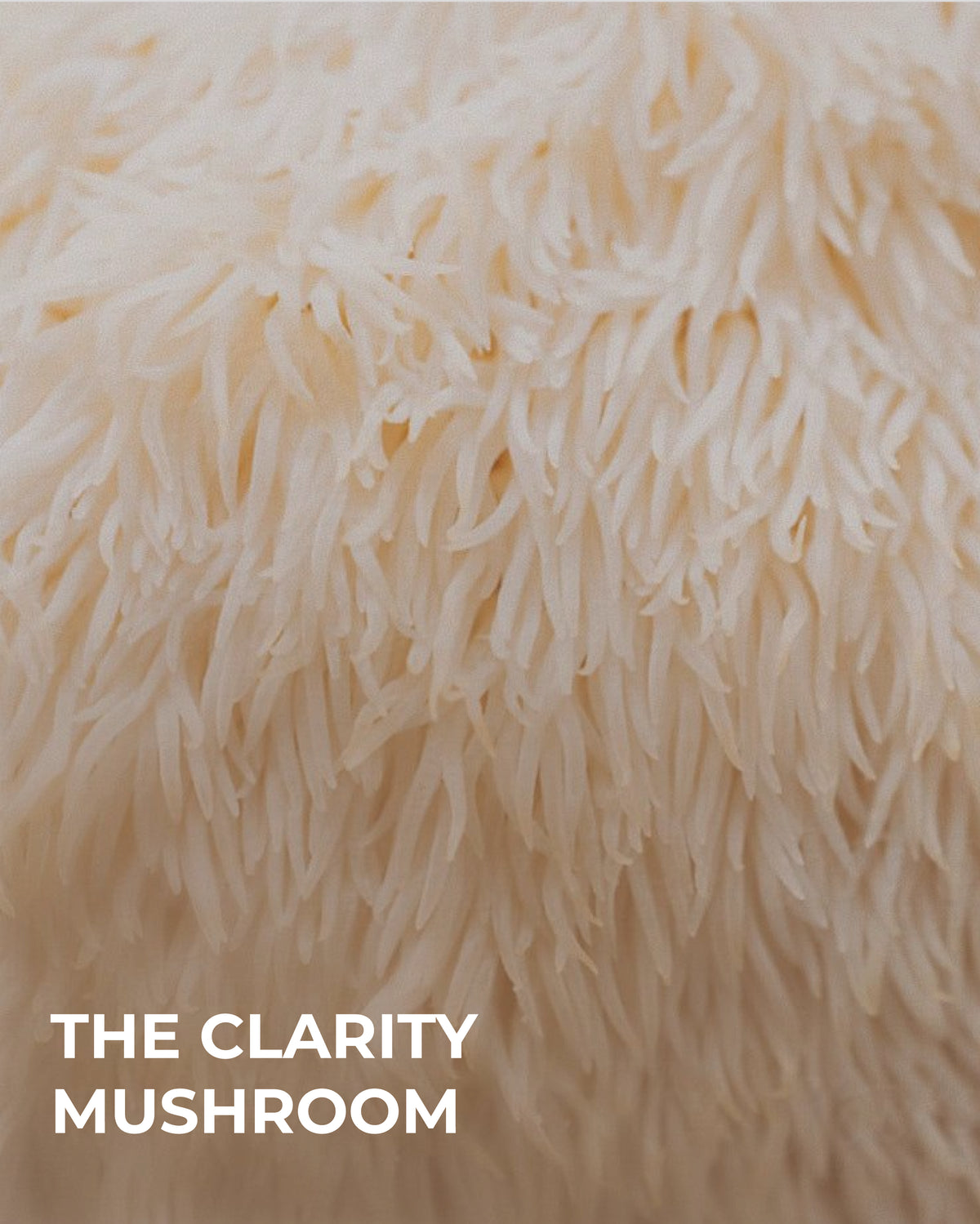 MR FOCUS — Cápsulas de Lion's Mane