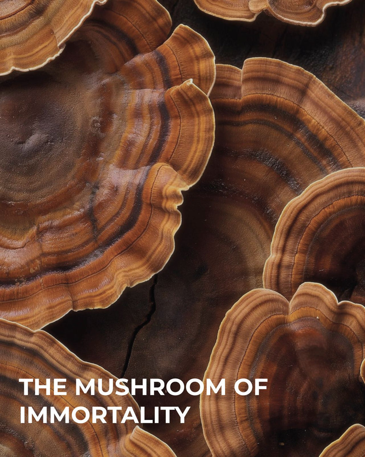 MR BALANCE — Cápsulas de Reishi