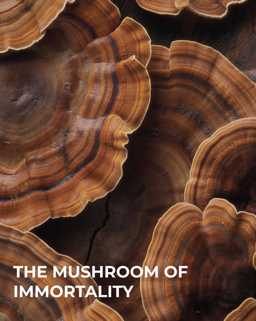 MR BALANCE — Cápsulas de Reishi